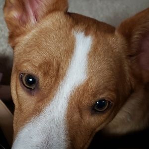 Meet your Posher, Abby